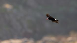 Pyrrhocorax pyrrhocorax - Crave à bec rouge - Red-billed Chough (ang) - Chova piquirroja (sp)