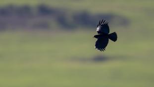 Pyrrhocorax pyrrhocorax - Crave à bec rouge - Red-billed Chough (ang) - Chova piquirroja (sp)