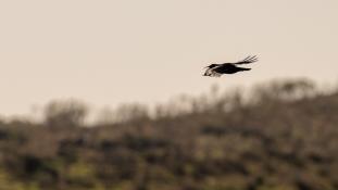 Pyrrhocorax pyrrhocorax - Crave à bec rouge - Red-billed Chough (ang) - Chova piquirroja (sp)