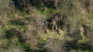 Lynx pardinus - Lynx ibérique - Iberian lynx  (ang) - Lince iberico (sp)