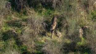 Lynx pardinus - Lynx ibérique - Iberian lynx  (ang) - Lince iberico (sp)