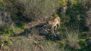 Lynx pardinus - Lynx ibérique - Iberian lynx  (ang) - Lince iberico (sp)