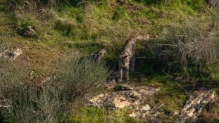 Lynx pardinus - Lynx ibérique - Iberian lynx  (ang) - Lince iberico (sp)