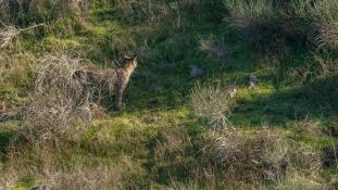 Lynx pardinus - Lynx ibérique - Iberian lynx  (ang) - Lince iberico (sp)