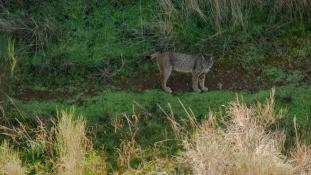 Lynx pardinus - Lynx ibérique - Iberian lynx  (ang) - Lince iberico (sp)