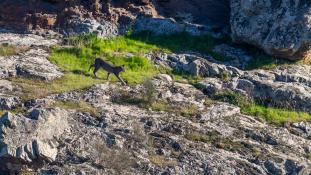 Lynx pardinus - Lynx ibérique - Iberian lynx  (ang) - Lince iberico (sp)