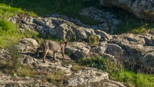 Lynx pardinus - Lynx ibérique - Iberian lynx  (ang) - Lince iberico (sp)