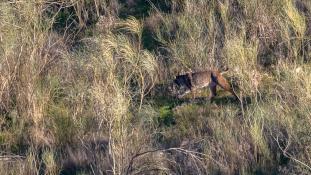 Lynx pardinus - Lynx ibérique - Iberian lynx  (ang) - Lince iberico (sp)