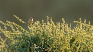 Saxicola rubicola - Tarier pâtre - European Stonechat (ang) - Tarabilla común (sp)