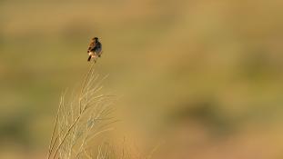 Saxicola rubicola - Tarier pâtre - European Stonechat (ang) - Tarabilla común (sp)