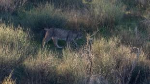 Lynx pardinus - Lynx ibérique - Iberian lynx  (ang) - Lince iberico (sp)