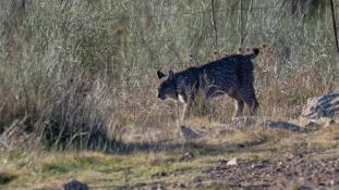 Lynx pardinus - Lynx ibérique - Iberian lynx  (ang) - Lince iberico (sp)