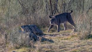 Lynx pardinus - Lynx ibérique - Iberian lynx  (ang) - Lince iberico (sp)