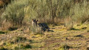 Lynx pardinus - Lynx ibérique - Iberian lynx  (ang) - Lince iberico (sp)