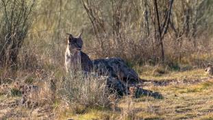 Lynx pardinus - Lynx ibérique - Iberian lynx  (ang) - Lince iberico (sp)