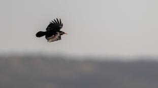 Pyrrhocorax pyrrhocorax - Crave à bec rouge - Red-billed Chough (ang) - Chova piquirroja (sp)