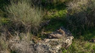 Lynx pardinus - Lynx ibérique - Iberian lynx  (ang) - Lince iberico (sp)