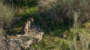 Lynx pardinus - Lynx ibérique - Iberian lynx  (ang) - Lince iberico (sp)