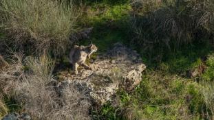 Lynx pardinus - Lynx ibérique - Iberian lynx  (ang) - Lince iberico (sp)