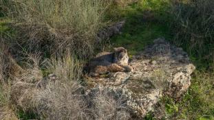 Lynx pardinus - Lynx ibérique - Iberian lynx  (ang) - Lince iberico (sp)