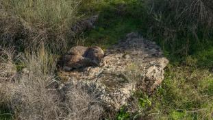 Lynx pardinus - Lynx ibérique - Iberian lynx  (ang) - Lince iberico (sp)