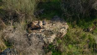 Lynx pardinus - Lynx ibérique - Iberian lynx  (ang) - Lince iberico (sp)