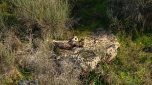 Lynx pardinus - Lynx ibérique - Iberian lynx  (ang) - Lince iberico (sp)