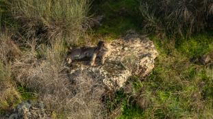 Lynx pardinus - Lynx ibérique - Iberian lynx  (ang) - Lince iberico (sp)