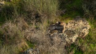 Lynx pardinus - Lynx ibérique - Iberian lynx  (ang) - Lince iberico (sp)