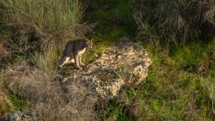 Lynx pardinus - Lynx ibérique - Iberian lynx  (ang) - Lince iberico (sp)