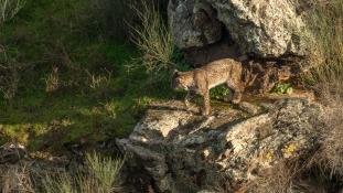 Lynx pardinus - Lynx ibérique - Iberian lynx  (ang) - Lince iberico (sp)