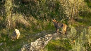 Lynx pardinus - Lynx ibérique - Iberian lynx  (ang) - Lince iberico (sp)