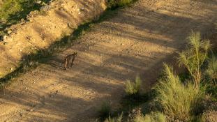 Lynx pardinus - Lynx ibérique - Iberian lynx  (ang) - Lince iberico (sp)