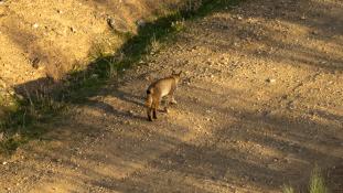 Lynx pardinus - Lynx ibérique - Iberian lynx  (ang) - Lince iberico (sp)