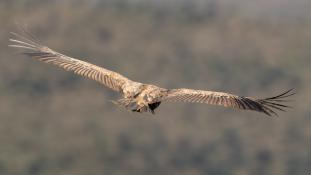 Gyps fulvus - Vautour fauve - Griffon Vulture (ang) - Buitre leonado (sp)