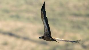 Gyps fulvus - Vautour fauve - Griffon Vulture (ang) - Buitre leonado (sp)