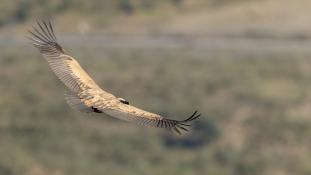 Gyps fulvus - Vautour fauve - Griffon Vulture (ang) - Buitre leonado (sp)