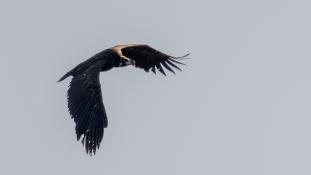 Aegypius monachus - Vautour moine - Cinereous Vulture (ang) - Buitre Negro (sp)