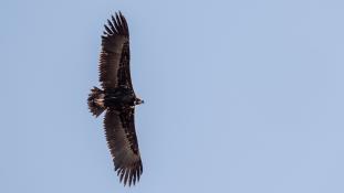 Aegypius monachus - Vautour moine - Cinereous Vulture (ang) - Buitre Negro (sp)