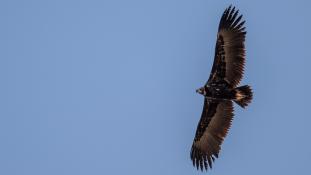 Aegypius monachus - Vautour moine - Cinereous Vulture (ang) - Buitre Negro (sp)