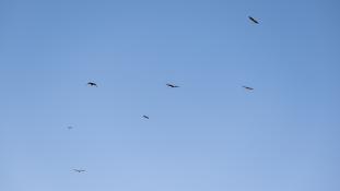 Gyps fulvus - Vautour fauve - Griffon Vulture (ang) - Buitre leonado (sp)