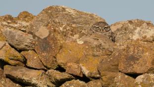 Athene noctua - Chouette chevêche - Chevêche d'Athéna - Little Owl (ang) - Mochuelo Europeo (sp)