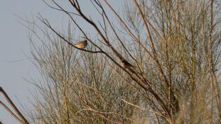 ND-Anthus trivialis - Pipit des arbres - Tree Pipit (ang) - Bisbita Arbóreo (sp)