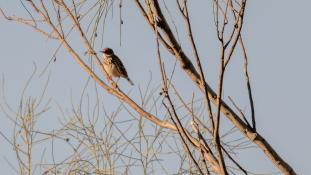 ND-Anthus trivialis - Pipit des arbres - Tree Pipit (ang) - Bisbita Arbóreo (sp)