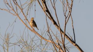 ND-Anthus trivialis - Pipit des arbres - Tree Pipit (ang) - Bisbita Arbóreo (sp)