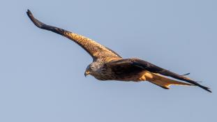 Milvus milvus - Milan royal - Red Kite (ang) - Milano Real (sp)