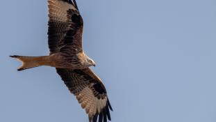 Milvus milvus - Milan royal - Red Kite (ang) - Milano Real (sp)