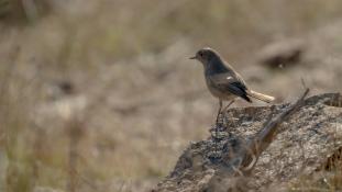 Phoenicurus ochruros - Rougequeue noir - Black Redstart (ang) - Colirrojo Tizón (sp)