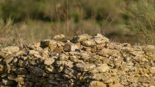 Monticola solitarius - Monticole bleu - Merle bleu - Blue Rock Thrush (ang) - Roquero Solitario (sp)