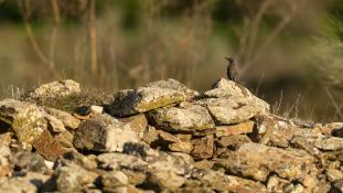 Monticola solitarius - Monticole bleu - Merle bleu - Blue Rock Thrush (ang) - Roquero Solitario (sp)